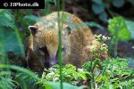 nasua nasua south american coati nasua nasua south american coati