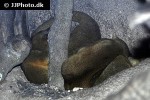 potos flavus kinkajou potos flavus kinkajou