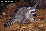 procyon lotor raccoon procyon lotor raccoon