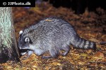 procyon lotor raccoon procyon lotor raccoon