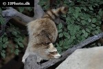 procyon lotor raccoon procyon lotor raccoon