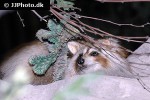 procyon lotor raccoon procyon lotor raccoon