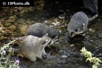 procyon lotor raccoon procyon lotor raccoon