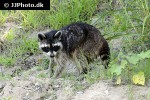 procyon lotor raccoon procyon lotor raccoon