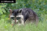 procyon lotor raccoon procyon lotor raccoon