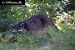 procyon lotor raccoon procyon lotor raccoon