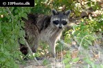 procyon lotor raccoon procyon lotor raccoon