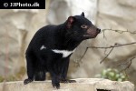 sarcophilus harrisii tasmanian devil sarcophilus harrisii tasmanian devil