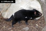 sarcophilus harrisii tasmanian devil sarcophilus harrisii tasmanian devil