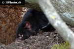 sarcophilus harrisii tasmanian devil sarcophilus harrisii tasmanian devil