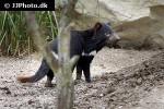 sarcophilus harrisii tasmanian devil sarcophilus harrisii tasmanian devil