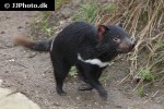 sarcophilus harrisii tasmanian devil sarcophilus harrisii tasmanian devil