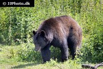 ursus americanus american black bear ursus americanus american black bear