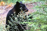 ursus americanus american black bear ursus americanus american black bear