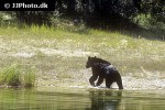 ursus americanus american black bear ursus americanus american black bear