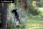 ursus americanus american black bear ursus americanus american black bear