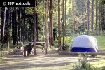 ursus americanus american black bear ursus americanus american black bear