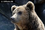 ursus arctos brown bear ursus arctos brown bear