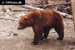 ursus arctos horribilis grizzly bear ursus arctos horribilis grizzly bear
