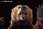 ursus arctos horribilis grizzly bear ursus arctos horribilis grizzly bear
