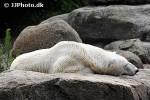 ursus maritimus polar bear ursus maritimus polar bear