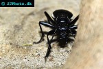 bembidion drago ground beetle bembidion drago ground beetle