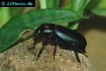 blaps mortisaga churchyard beetle blaps mortisaga churchyard beetle