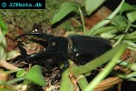 chalcosoma atlas atlas beetle chalcosoma atlas atlas beetle