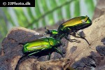 chlorocala africana africana african flower beetle chlorocala africana africana african flower beetle