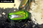 chlorocala africana africana african flower beetle chlorocala africana africana african flower beetle