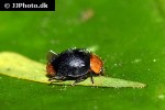 cryptolaemus montrouzieri mealybug ladybird cryptolaemus montrouzieri mealybug ladybird