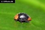 cryptolaemus montrouzieri mealybug ladybird cryptolaemus montrouzieri mealybug ladybird