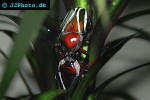 dicranorrhina derbyana layardi flower beetle dicranorrhina derbyana layardi flower beetle