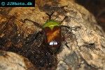 eudicella aethiopica ethiopian flower beetle eudicella aethiopica ethiopian flower beetle