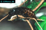 gromphadorhina portentosa madagascar hissing cockroach gromphadorhina portentosa madagascar hissing cockroach