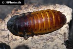 gromphadorhina portentosa madagascar hissing cockroach gromphadorhina portentosa madagascar hissing cockroach