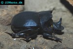 heliocopris dominus elephant dung beetle heliocopris dominus elephant dung beetle