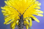 leiopus nebulosus longhorn beetle leiopus nebulosus longhorn beetle