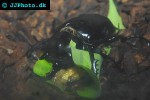 megasoma actaeon southamerican rhinoceros beetle megasoma actaeon southamerican rhinoceros beetle
