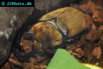 megasoma elephas elephant beetle megasoma elephas elephant beetle