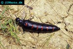 meloe majalis oil beetle meloe majalis oil beetle