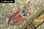 melolontha melolontha cockchafer melolontha melolontha cockchafer