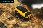pachnoda aemula flower beetle pachnoda aemula flower beetle