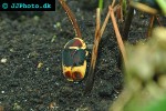 pachnoda marginata sun beetle pachnoda marginata sun beetle