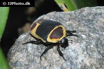 pachnoda marginata sun beetle pachnoda marginata sun beetle