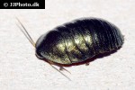 pseudoglomeris magnifica emerald cockroach pseudoglomeris magnifica emerald cockroach