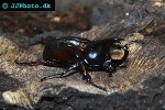 xylotrupes gideon australian rhinoceros beetle xylotrupes gideon australian rhinoceros beetle