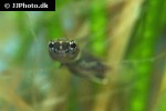betta albimarginata betta albimarginata
