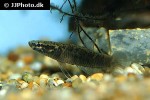 betta albimarginata betta albimarginata