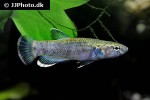betta albimarginata betta albimarginata